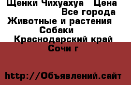 Щенки Чихуахуа › Цена ­ 12000-15000 - Все города Животные и растения » Собаки   . Краснодарский край,Сочи г.